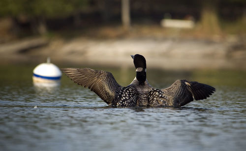 Close-up of common loon swimming in lake