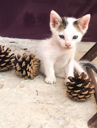 Kitten sitting on wood