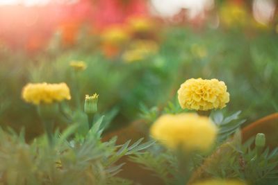 Close-up of yellow flowering plants on field