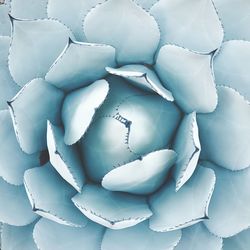 Close-up view of white petals