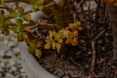 Close-up of fruit growing on field