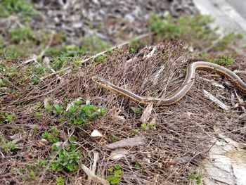 High angle view of snake on field