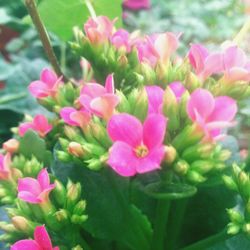 Close-up of pink flowers blooming outdoors