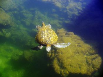 Close-up of fish swimming in sea