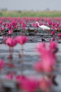 Pink water lily in lake