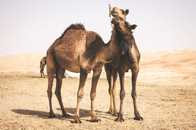 View of two horses on sand