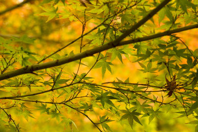 Low angle view of yellow leaves on tree