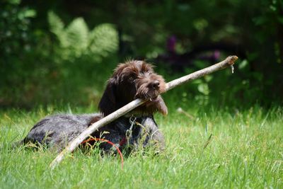 Close-up of a dog on field