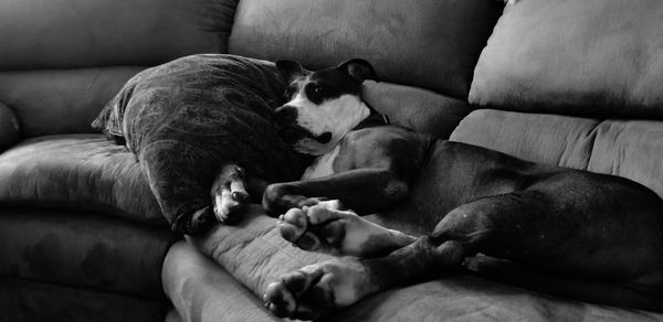 Dog sleeping on sofa