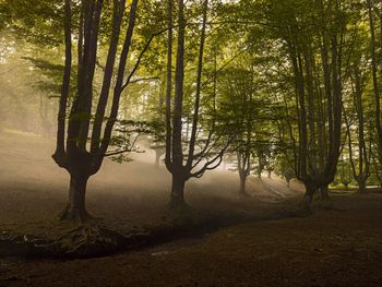 Trees in forest