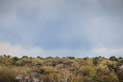 Low angle view of trees against sky