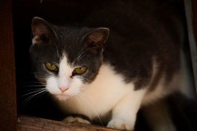 Close-up of cat