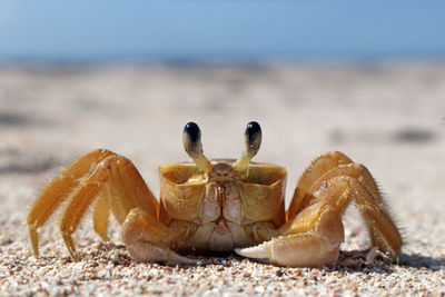 Portrait of a crab on a tropical island