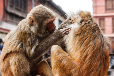 Close-up of monkeys