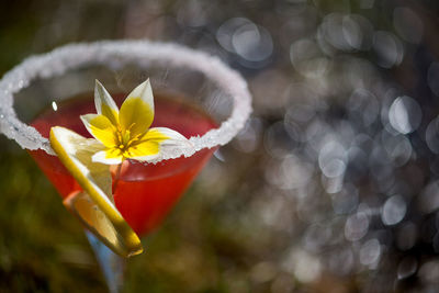 Close-up of yellow flower with lemon slice garnished on drink