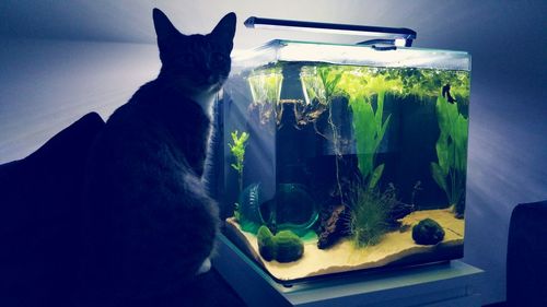 Cat looking away