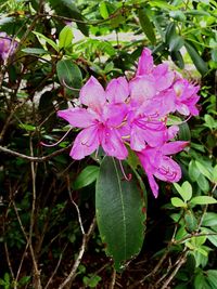 Close-up of pink flower