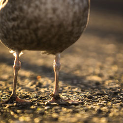 Close-up of bird on land