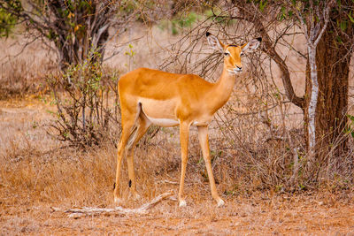 Gazelle standing on field at tsavo east national park