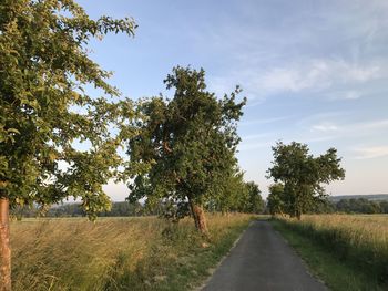 Road amidst trees on field against sky