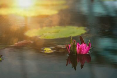 Close-up of pink water lily in lake