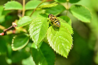 Close-up of insect on leaf