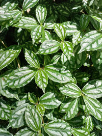 Close-up of green leaves