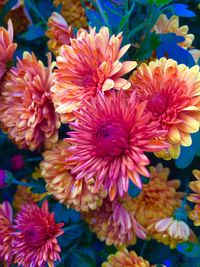 Close-up of flowers