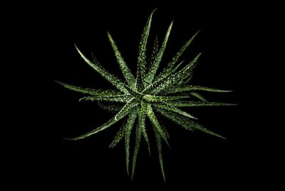 Directly above shot of aloe vera against black background