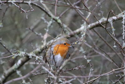 Bird perching on branch