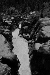 View of river passing through forest