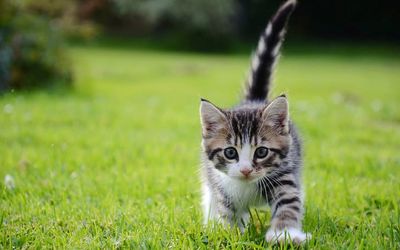 Portrait of tabby kitten on field