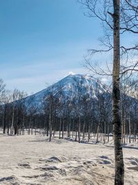 Trees on snow covered field against sky