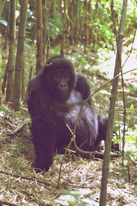 Monkey sitting on land in forest