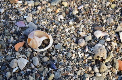 High angle view of broken seashell at beach
