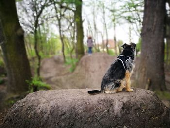 Dog sitting on tree