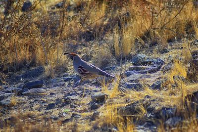 Bird perching on a field