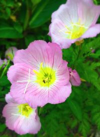 Close-up of pink flower blooming outdoors