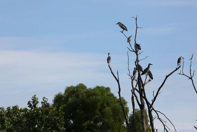 Low angle view of bird perching on tree against sky