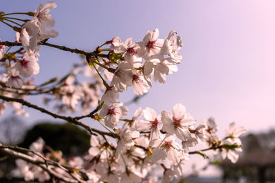 Close-up of cherry blossom