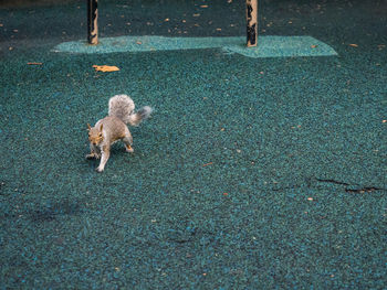 Dog standing on street