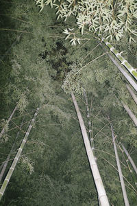 High angle view of bamboo trees on field