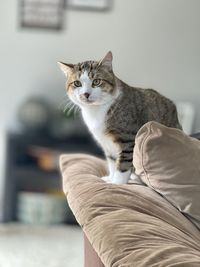 Portrait of cat sitting at home