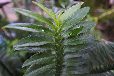 Close-up of leaves