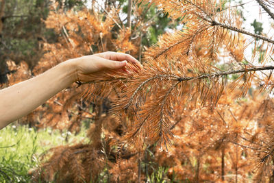 Cropped hand of woman holding plant