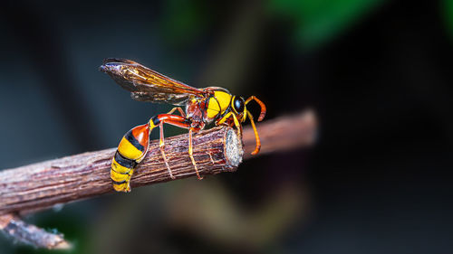 Close-up of insect