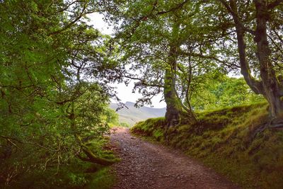 Road amidst trees in forest