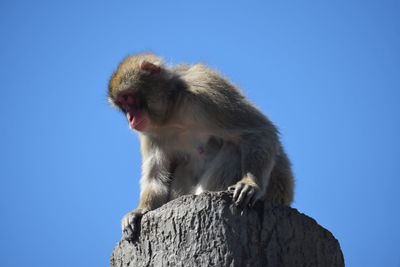 Low angle view of monkey sitting against clear blue sky