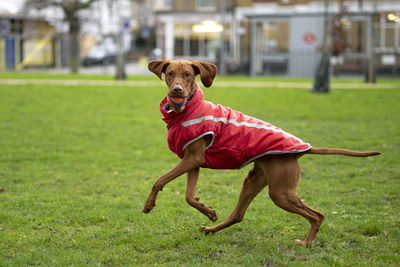 Dog running on field