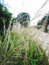 Close-up of grass growing on field against sky